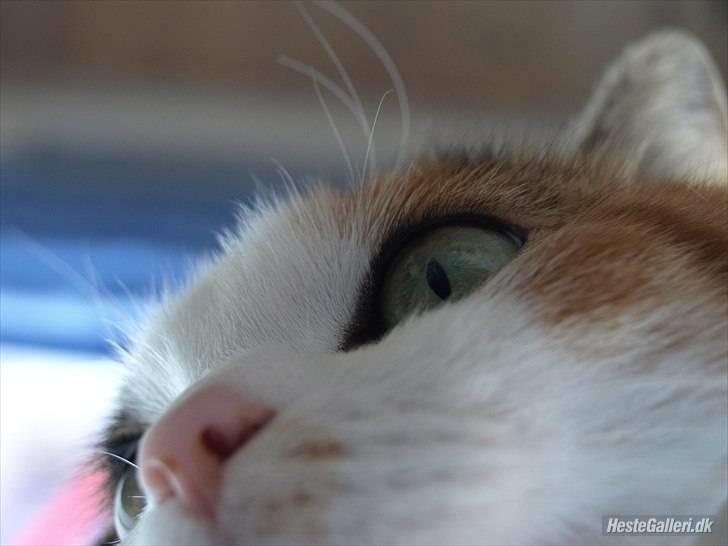 Huskat Alma. - Modelbilled,(: billede 3