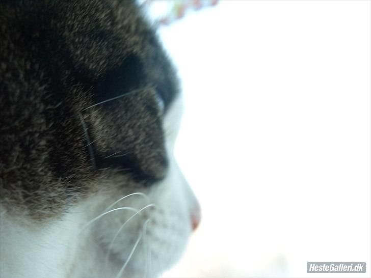 Huskat Alma. - Modelbilled,(: billede 4