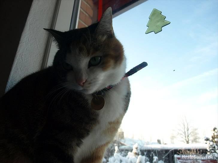 Huskat Alma. - Modelbilled,(: billede 5