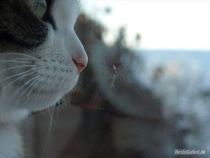 Huskat Alma. - Modelbilled,(: billede 6