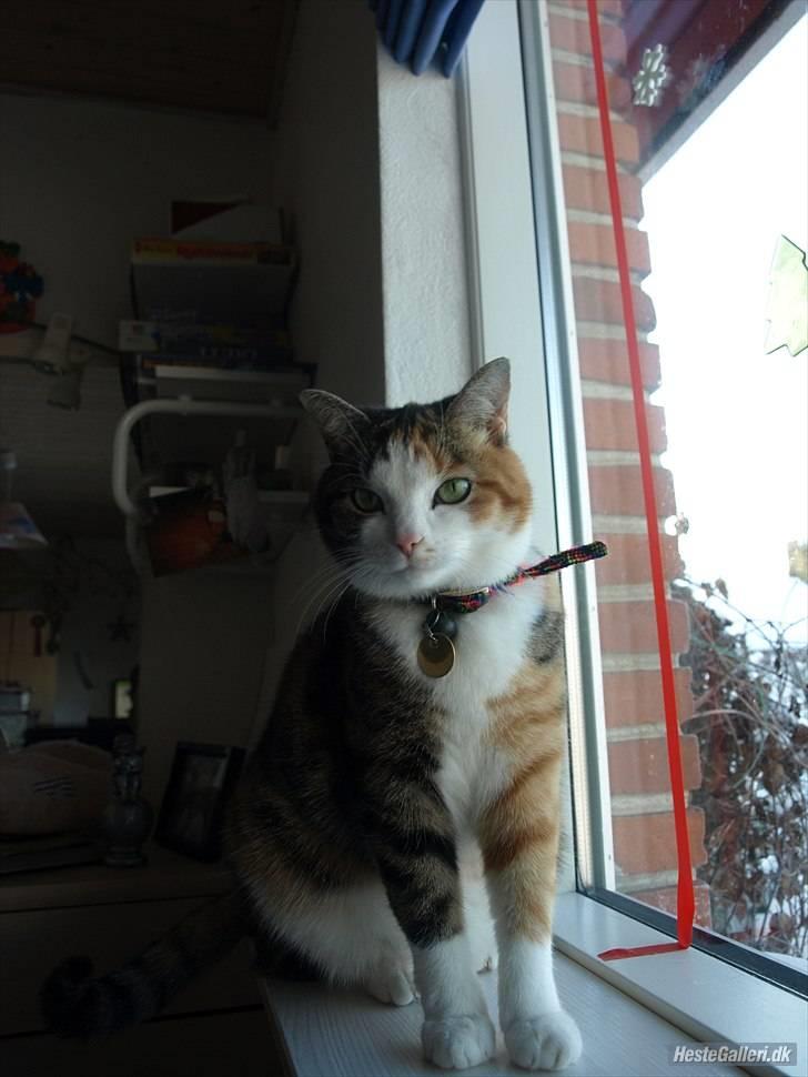 Huskat Alma. - Modelbilled,(: billede 7