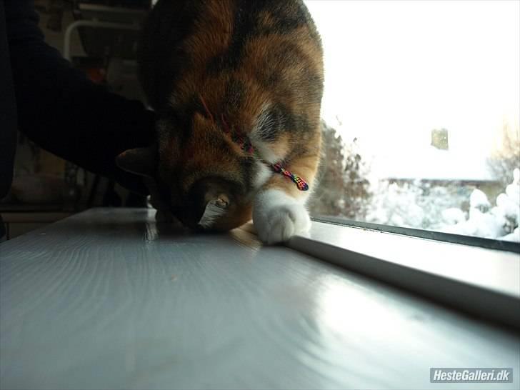 Huskat Alma. - Trick: Neje.<3 billede 8