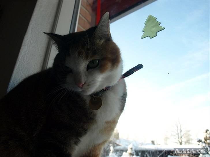 Huskat Alma. - Modelbilled,(: billede 9