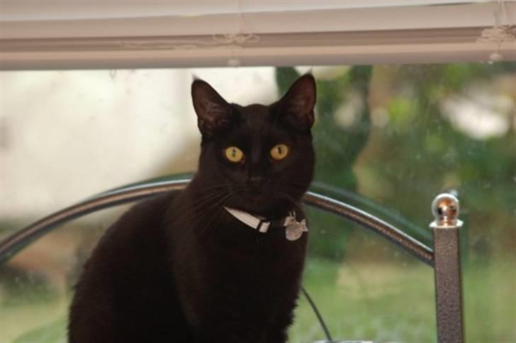 Blanding af racer Duchesse billede 1