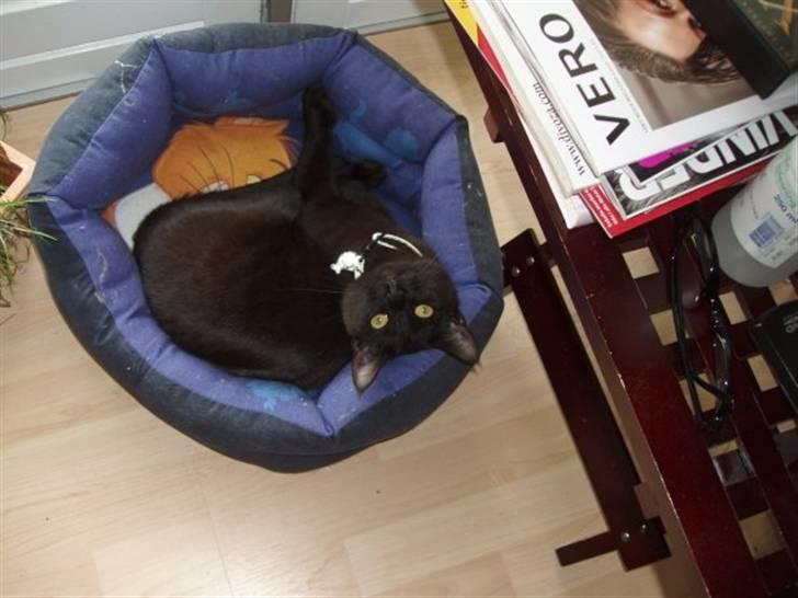 Blanding af racer Duchesse billede 2