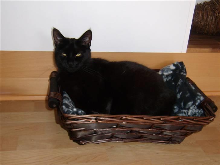 Blanding af racer Duchesse billede 3