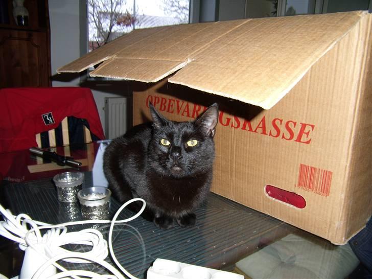 Blanding af racer Duchesse billede 4