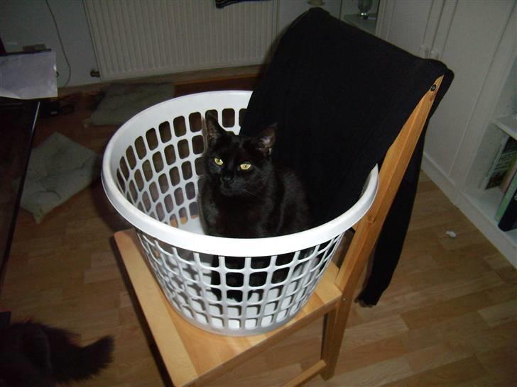 Blanding af racer Duchesse billede 5