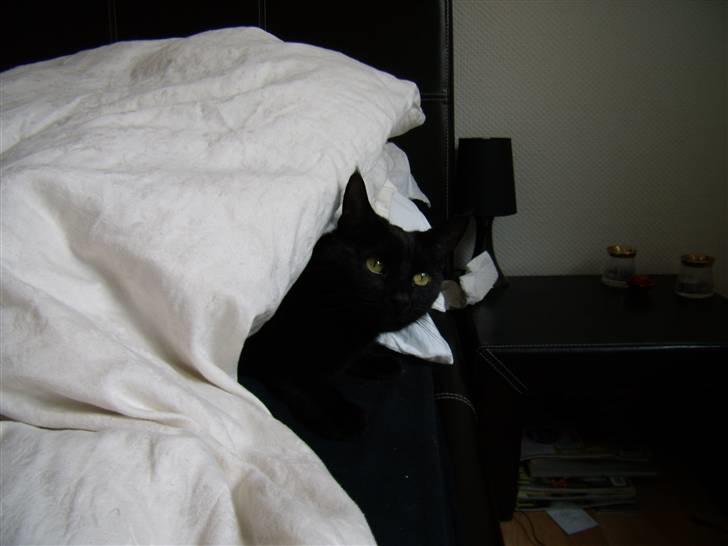 Blanding af racer Duchesse billede 6