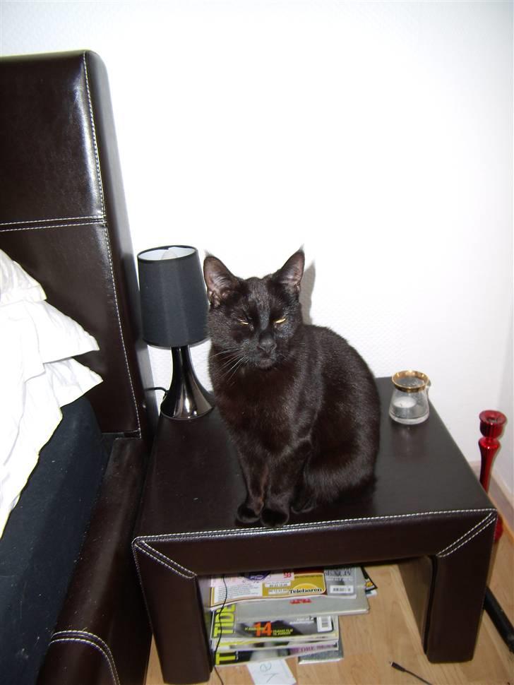 Blanding af racer Duchesse billede 7