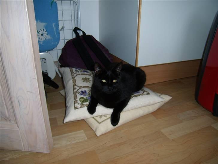 Blanding af racer Duchesse billede 8