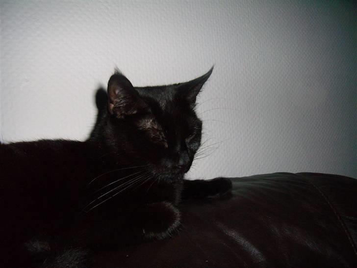 Blanding af racer Duchesse billede 9