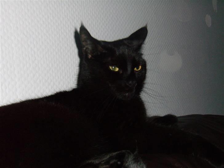 Blanding af racer Duchesse billede 10