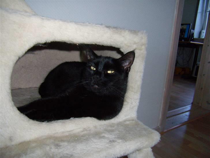 Blanding af racer Duchesse billede 11