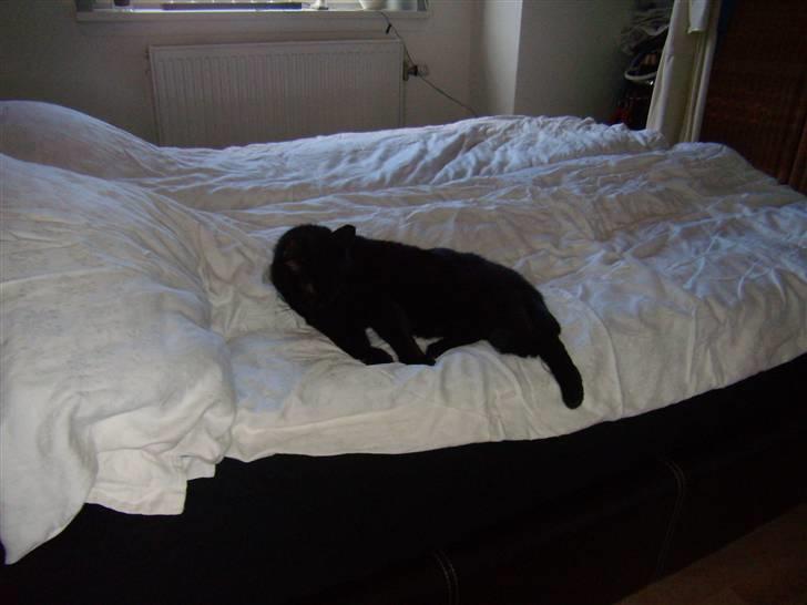 Blanding af racer Duchesse billede 12