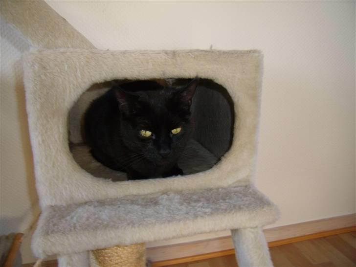 Blanding af racer Duchesse billede 13