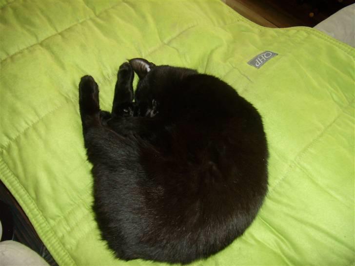 Blanding af racer Duchesse billede 14