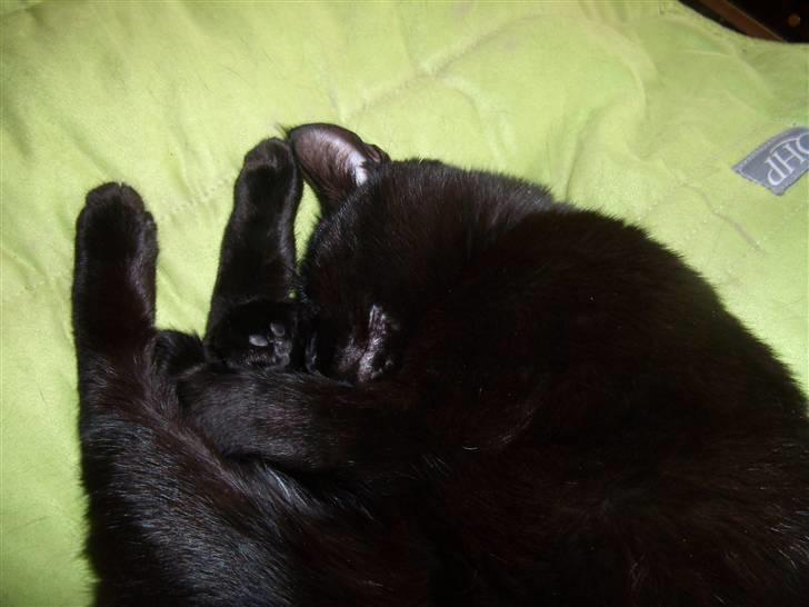 Blanding af racer Duchesse billede 15