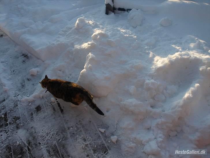 Huskat Alma. billede 10