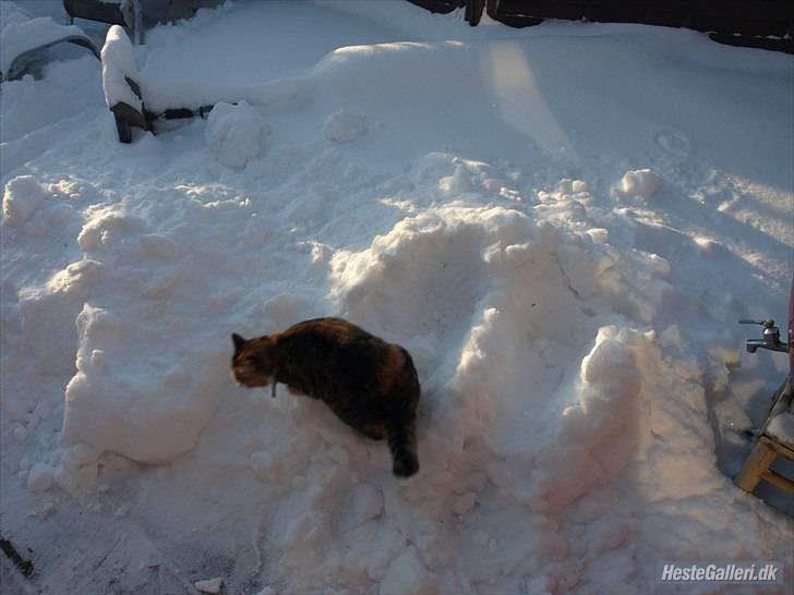 Huskat Alma. billede 11