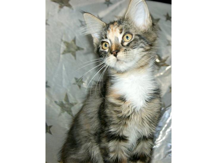 Maine Coon lykkekatte Lakota billede 1