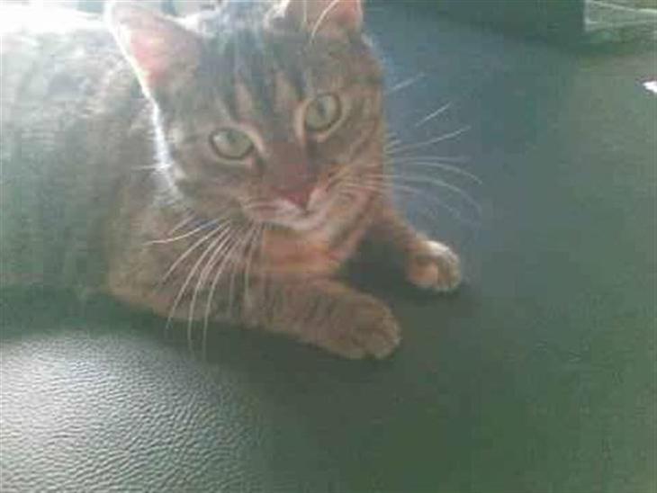 Huskat Jytte  billede 1