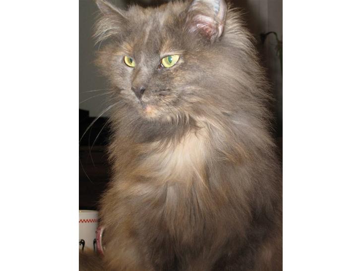 {{currentPhoto.altText}} billede {{currentPhoto.number}}