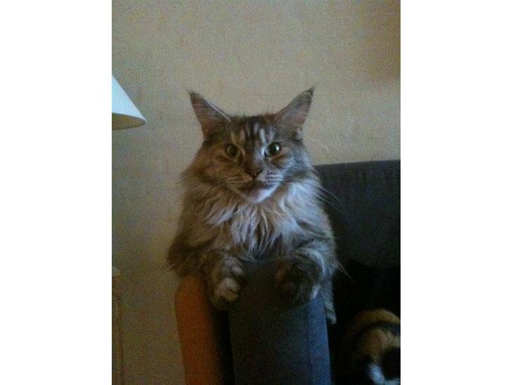 Maine Coon Mischa billede 1