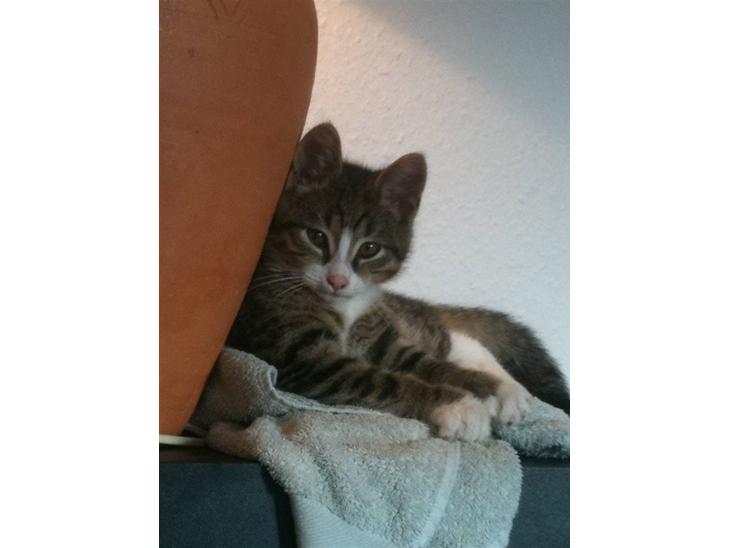 Huskat " Hugo"  billede 1