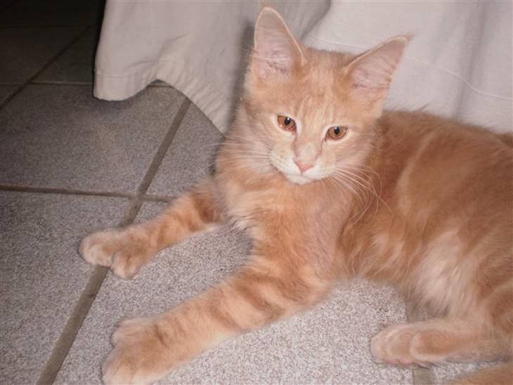 Maine Coon Garfield - Læg mærke til hans poter :) billede 1