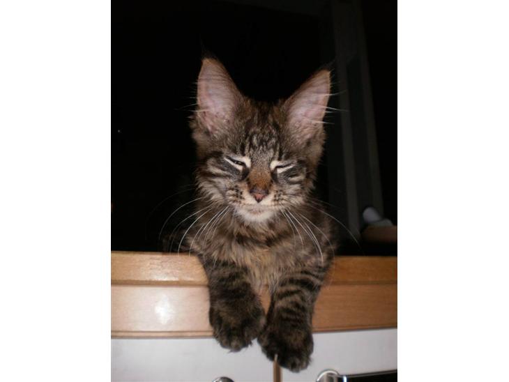 Maine Coon Simba billede 1