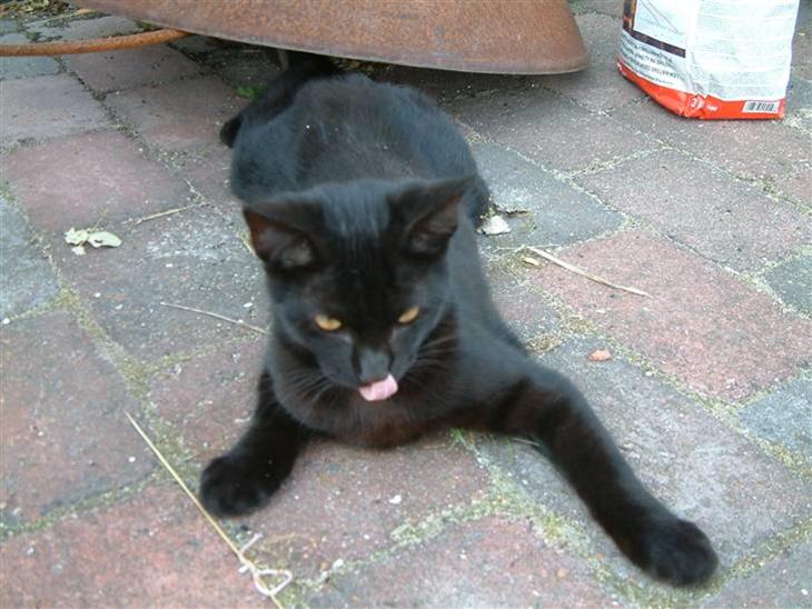 {{currentPhoto.altText}} billede {{currentPhoto.number}}