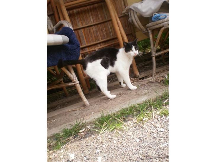 Huskat Figaro billede 1