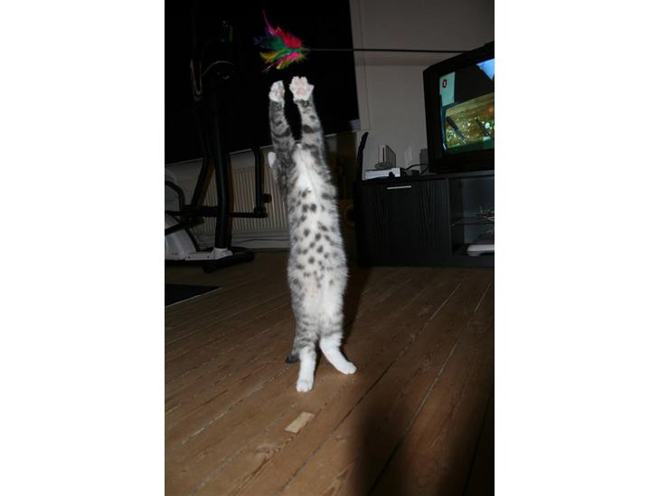 Blanding af racer Leo(pard) *solgt* billede 1