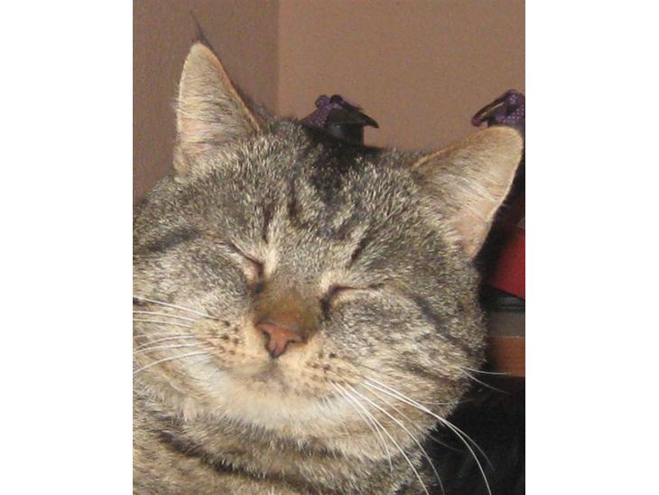 {{currentPhoto.altText}} billede {{currentPhoto.number}}