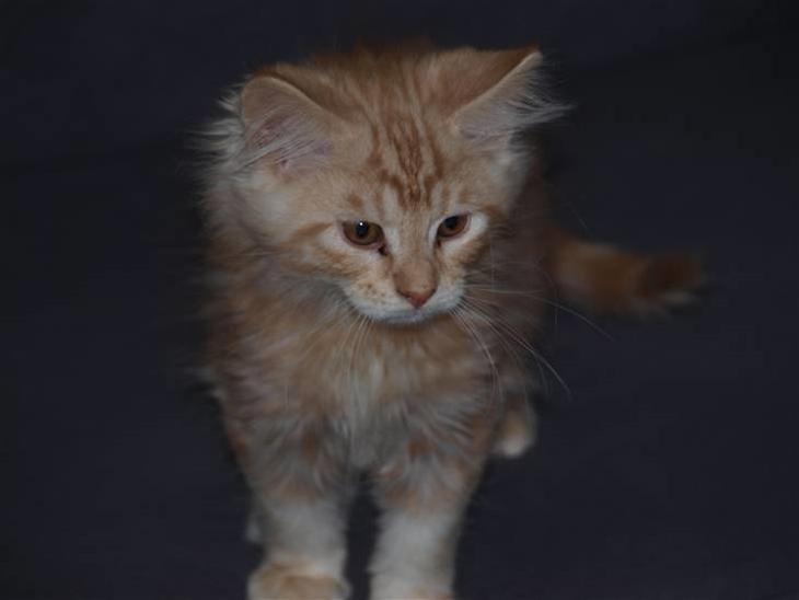 Maine Coon Samson billede 2