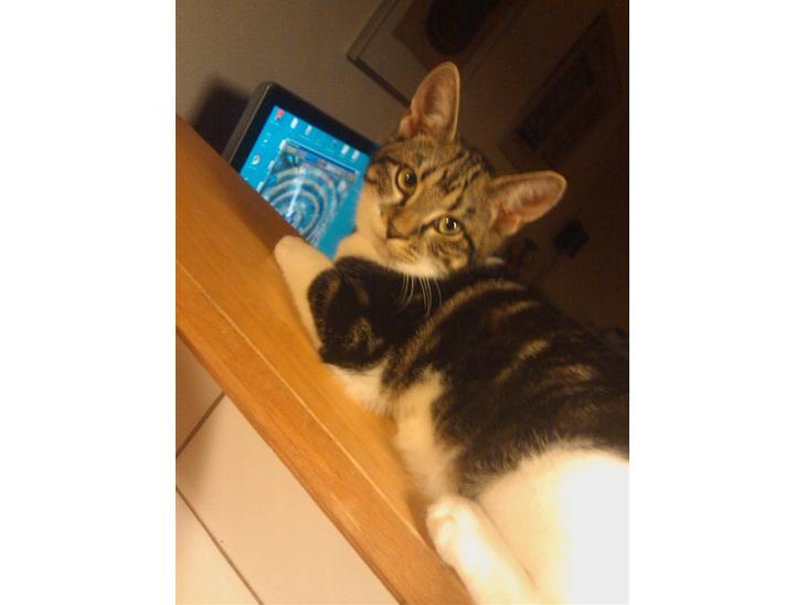 {{currentPhoto.altText}} billede {{currentPhoto.number}}