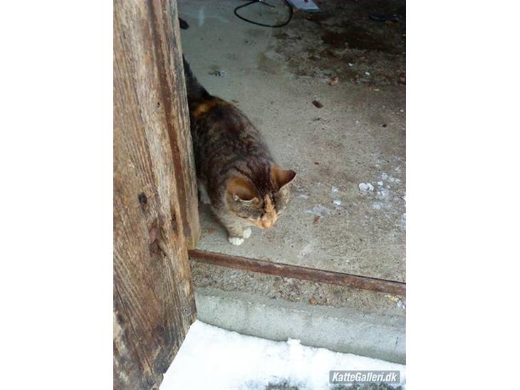 {{currentPhoto.altText}} billede {{currentPhoto.number}}