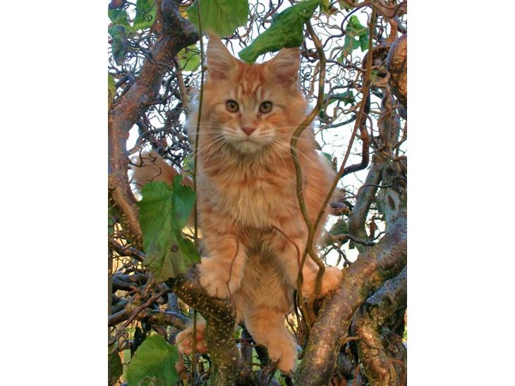 Maine Coon Lyngkattens Savage Island - Her er så Savage billede 1
