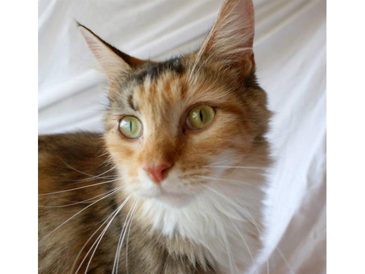 Maine Coon Elin Dixie billede 1