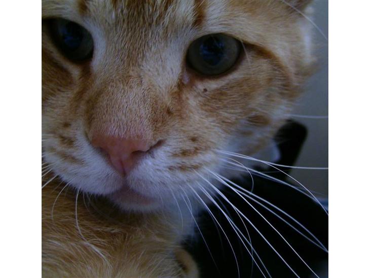 {{currentPhoto.altText}} billede {{currentPhoto.number}}