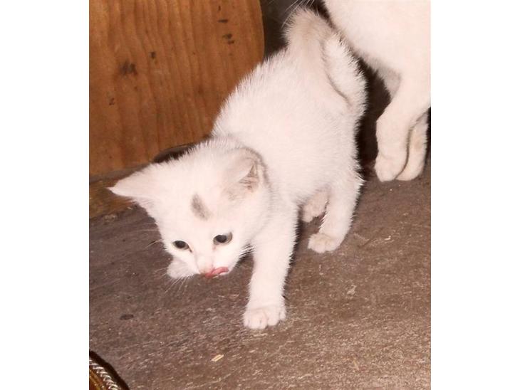 {{currentPhoto.altText}} billede {{currentPhoto.number}}