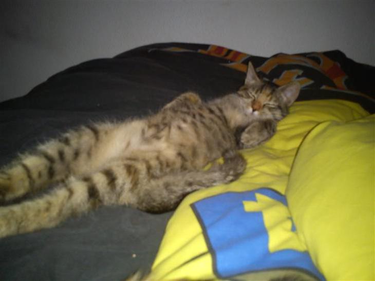 {{currentPhoto.altText}} billede {{currentPhoto.number}}