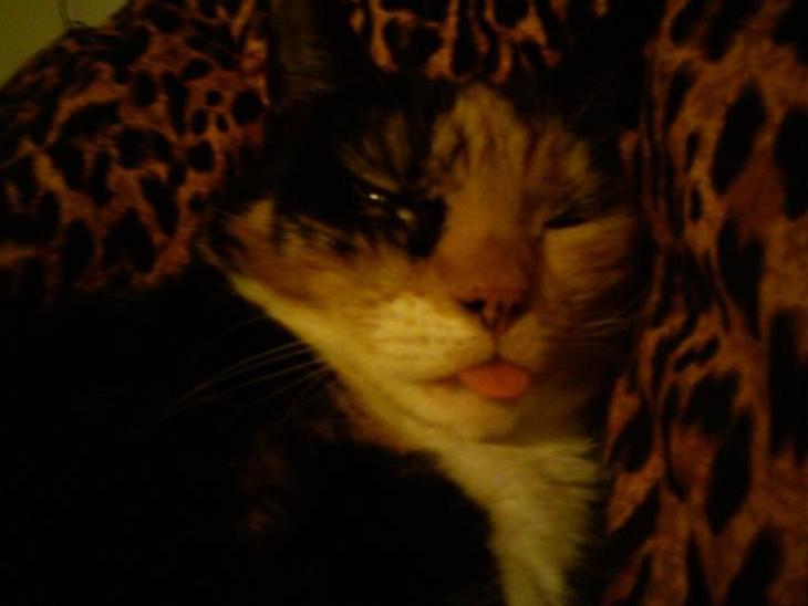 {{currentPhoto.altText}} billede {{currentPhoto.number}}