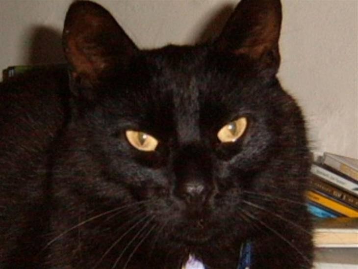 Huskat Sorte †*død*† billede 1