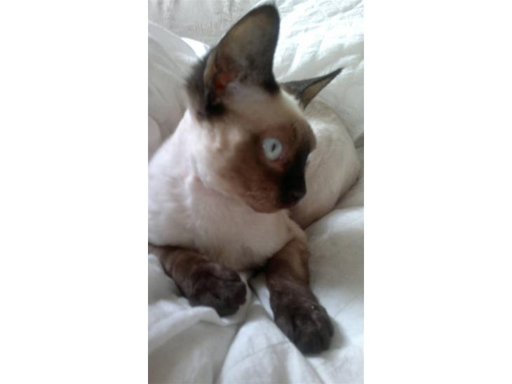 {{currentPhoto.altText}} billede {{currentPhoto.number}}