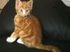 Blanding af racer Simba
