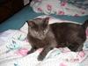 Russian Blue Malu R.I.P 08.04.2011