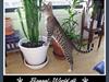 Bengal : Ricco 