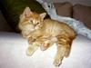 Maine Coon Tot